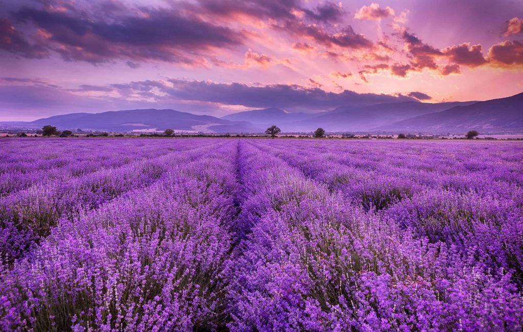 Quiet road passing a lavender field, reflecting the luxury of slowing down and noticing life’s moments.