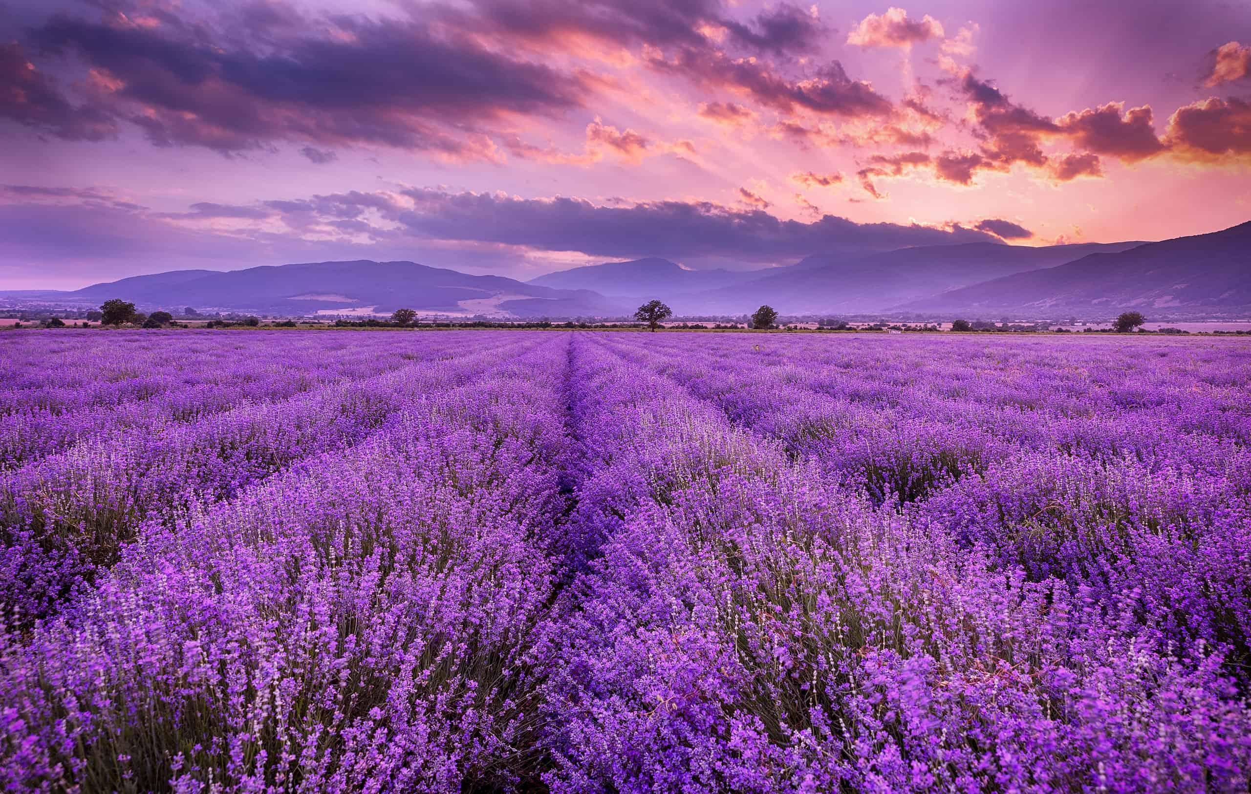 Quiet road passing a lavender field, reflecting the luxury of slowing down and noticing life’s moments.